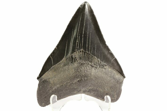 Serrated, Fossil Megalodon Tooth - Georgia #74595